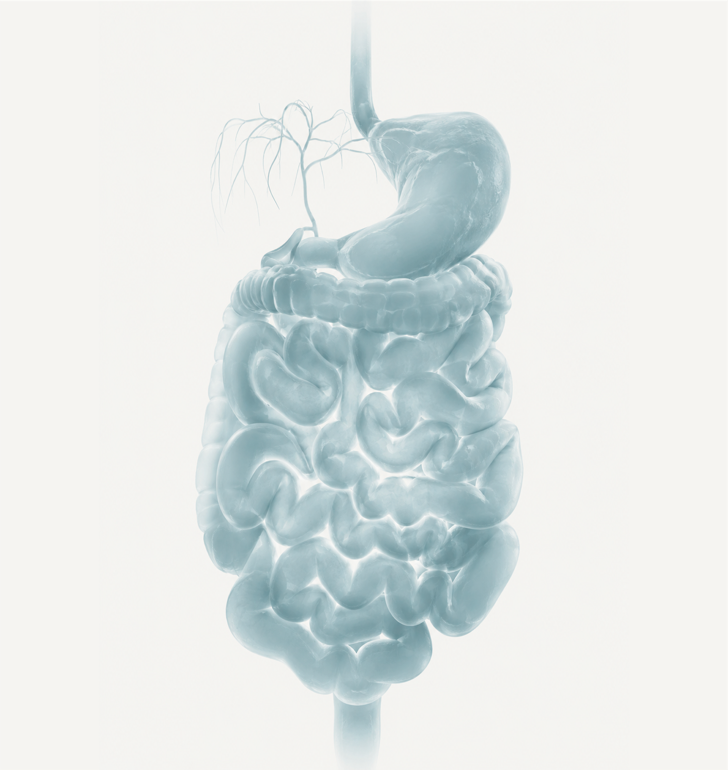 The Gut-Brain Axis: How your gut influences mood, focus and mental clarity