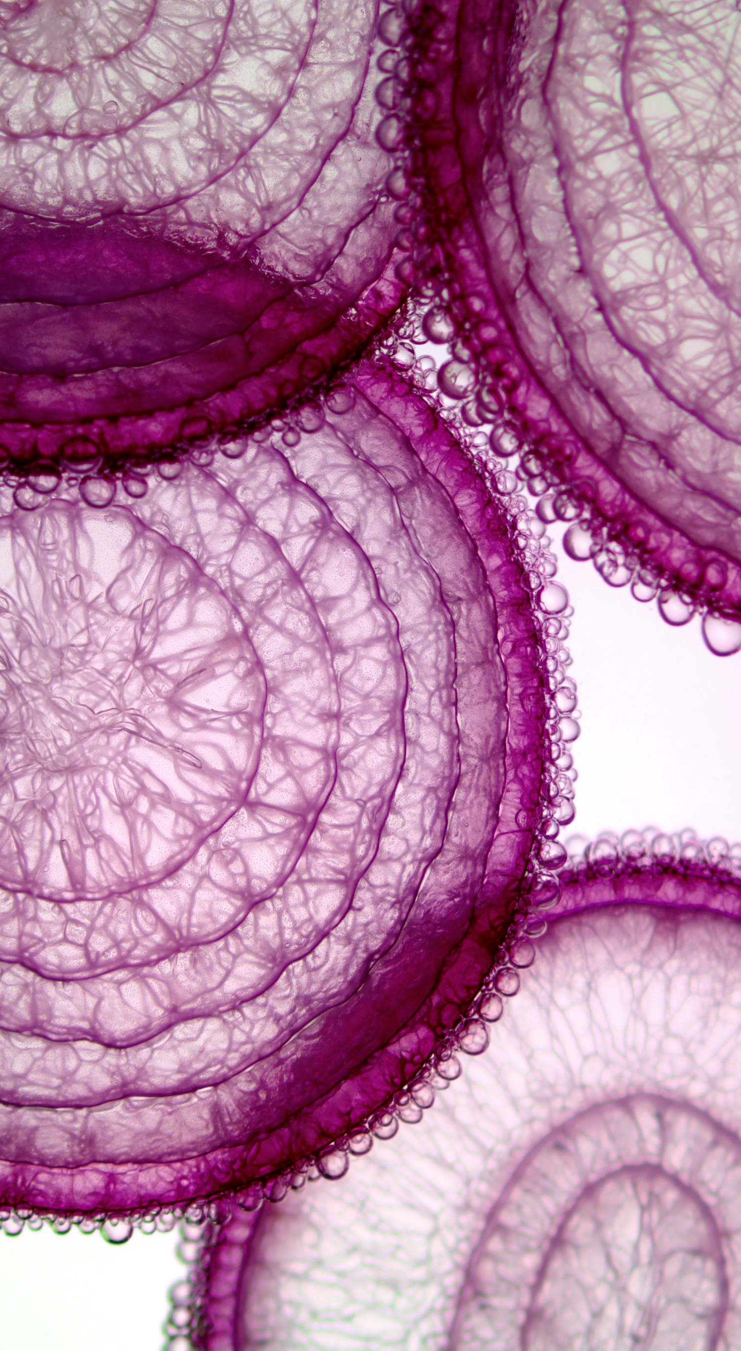 Why is gut health so important?